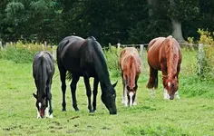 foals are growing3_900.webp