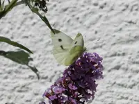 Schmetterling_009.webp