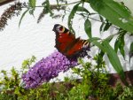 Schmetterling_058.JPG