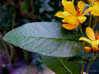 _Unbekannt Blatt.webp