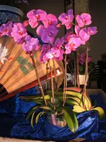 Orchideen 015.webp
