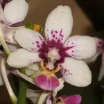 Orchideen 018.webp