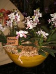 Orchideen 019.jpg