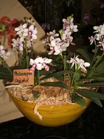 Orchideen 019.webp