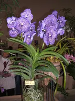 Orchideen 020.webp
