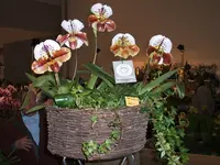 Orchideen 021.webp