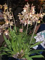 Orchideen 022.webp