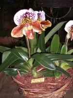 Orchideen 023.webp