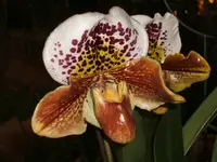 Orchideen 024.webp