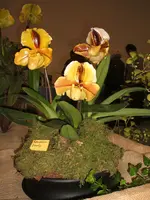 Orchideen 025.webp