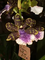 Orchideen 026.webp