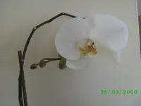 orchis 001,kl.webp