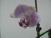 orchis 003kl.webp