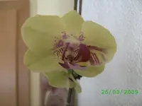orchis 005kl.webp