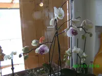 orchis 027kl.webp