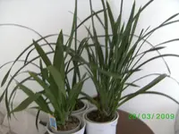orchis 021kl.webp