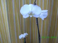 orchis 007kl.webp