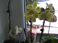 orchis 026kl.webp