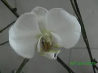 orchis 010kl.webp