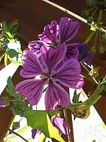 Garten%20im%20September%20003[1].webp
