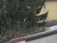 Reiherbesuch.webp