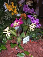 Orchideen 028.webp