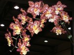 Orchideen 029.jpg