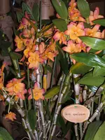 Orchideen 030.webp
