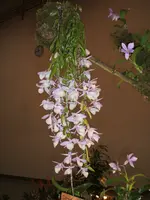 Orchideen 033.webp