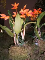 Orchideen 034.webp