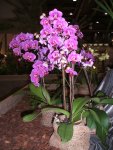 Orchideen 035.jpg