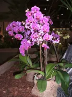 Orchideen 035.webp