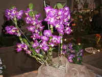 Orchideen 036.webp