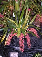Orchideen 037.webp