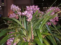 Orchideen 038.webp