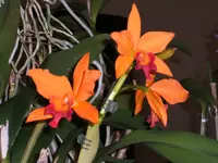 Orchideen 039.webp