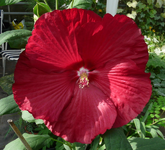 P1020018.webp