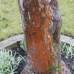 Befall der Rinde.webp