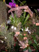 Orchideen 040.webp