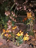 Orchideen 041.webp