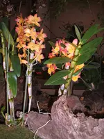 Orchideen 042.webp