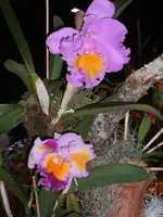 Orchideen 043.webp