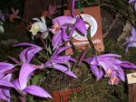 Orchideen 044.jpg