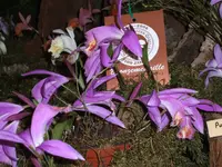 Orchideen 044.webp