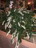 Orchideen 046.webp