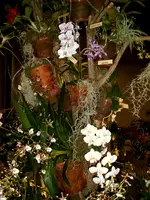 Orchideen 047.webp