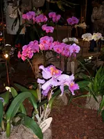 Orchideen 048.webp