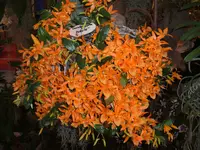 Orchideen 050.webp