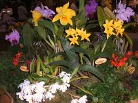 Orchideen 051.webp