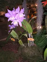 Orchideen 055.webp